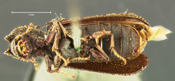Media type: image;   Entomology 3662 Aspect: habitus ventral view